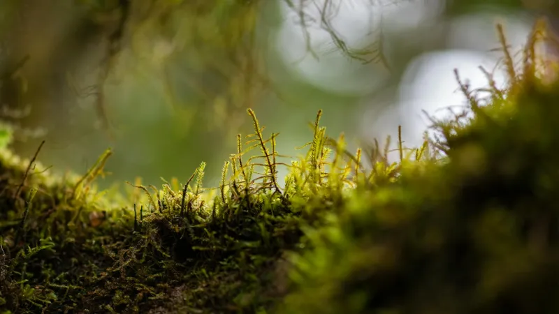 The Wild Green Renaissance: Ancient Forest Magic in Modern British Fashion